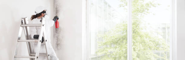 Best Attic Mold Removal  in Phillips, WI