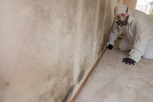 Mold Documentation for Insurance Claims in Phillips, WI